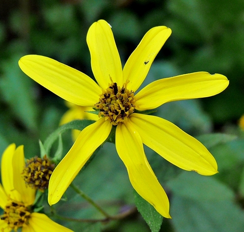 {Helianthus microcephalus}
